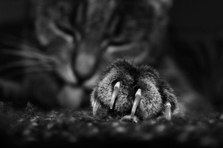 Illustration for article titled Shooting Challenge Pets Gallery 4